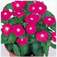 VICTORY DEEP PINK